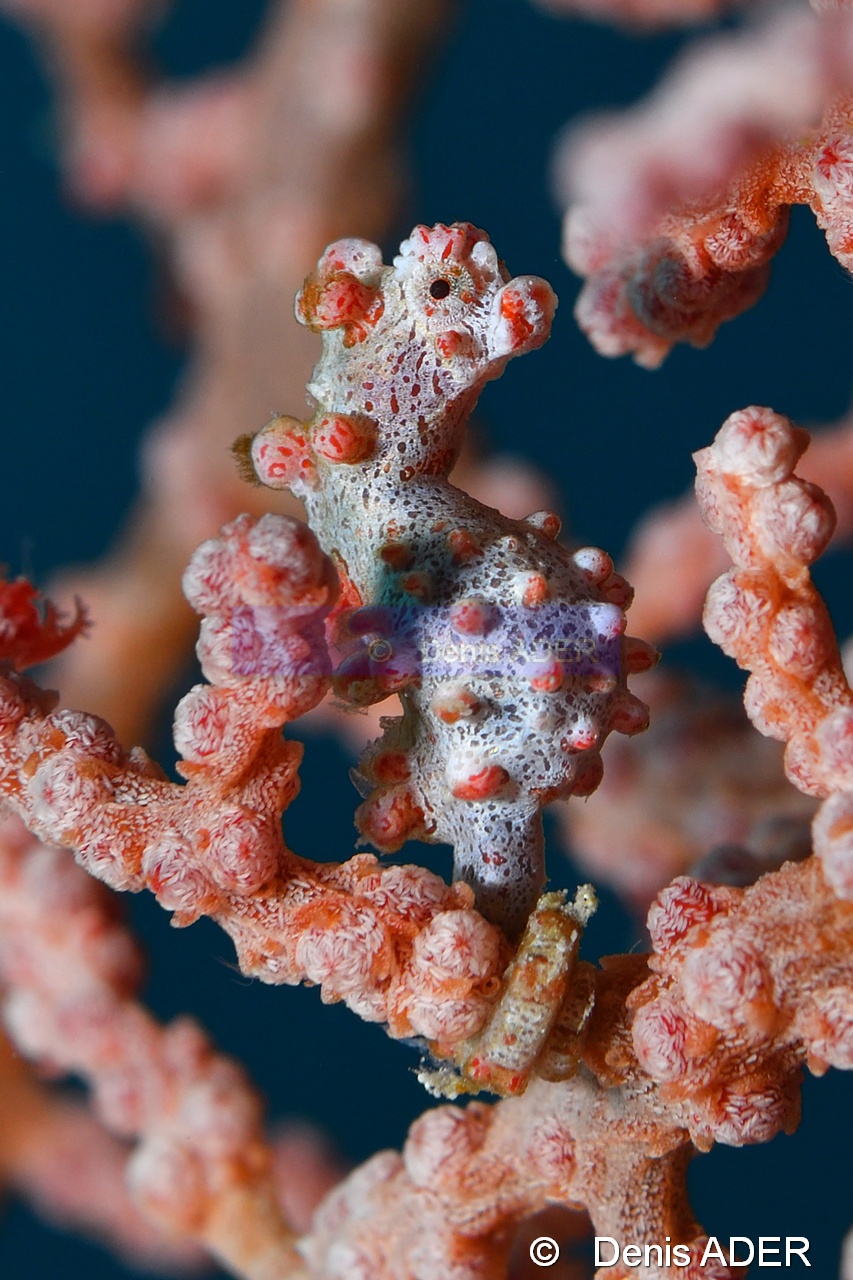 Muricella plectana Hippocampus bargibanti-Moga Island Pak Kasim-17m-20180530-Denis-ADER-DSC_2329_tn.jpg